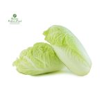 Chinese Cabbage [Napa Cabbage]