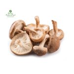 Shiitake Mushroom [सिताके च्याउ]