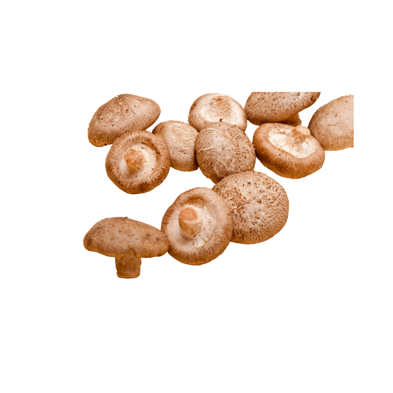 Shiitake Mushroom [सिताके च्याउ] Price in Nepal Online Tarkari Pasal