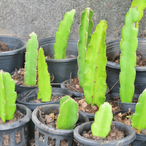 Dragon Fruit Plant