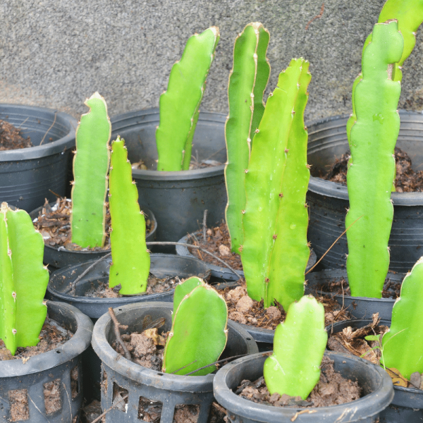 dragon fruit plant