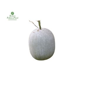 Ash Gourd [Kubindo] (5-8 KG) 1 Pcs
