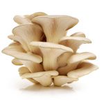 Buy Oyster Mushroom Online in Nepal