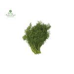 Chamsur Saag [चम्सुरको साग] Thulo Mutha 500gm+