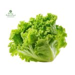 Lettuce (Jiri ko Saag) [जिरिको साग]