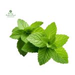 Mint (Pudina) [पुदिना] Thulo Mutha 100-150GM