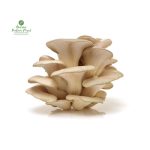 Oyster mushroom (Flat) [च्याउ]