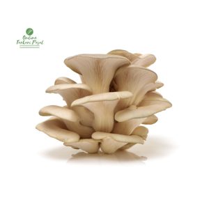 Oyster mushroom (Flat) [च्याउ]