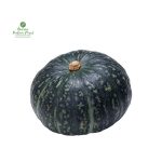 Green Pumpkin (Hariyo Farsi) [हरियो फर्सी] Squash