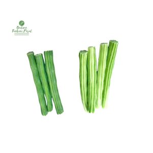 Sajiwan [Drumstick]