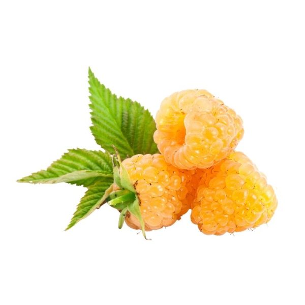 Yellow Raspberry in Nepal