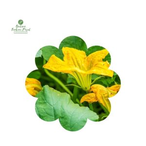 Farsi Munta [फर्सिको मुन्टा] Thulo Mutha 500GM