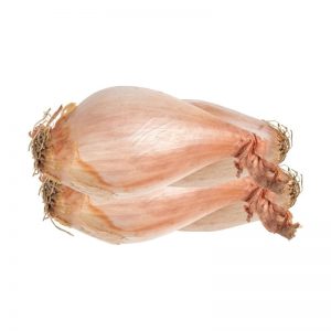 Shallot
