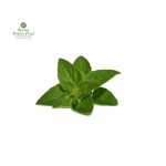 Oregano [Mutha] 50-75GM
