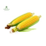 Green Maize [ Hariyo Makai ] हरियो मकै 1 Piece