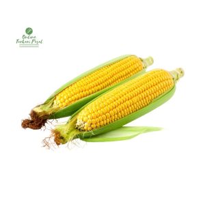 Green Maize [ Hariyo Makai ] हरियो मकै 1 Piece