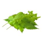 Stinging Nettle Sisnu